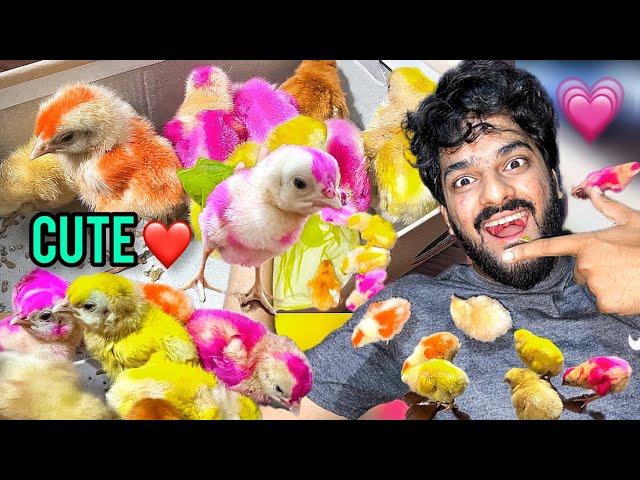 Colorful Chooze Lelie ️ | Chicks Alhamdulillah | Pet Vlog 