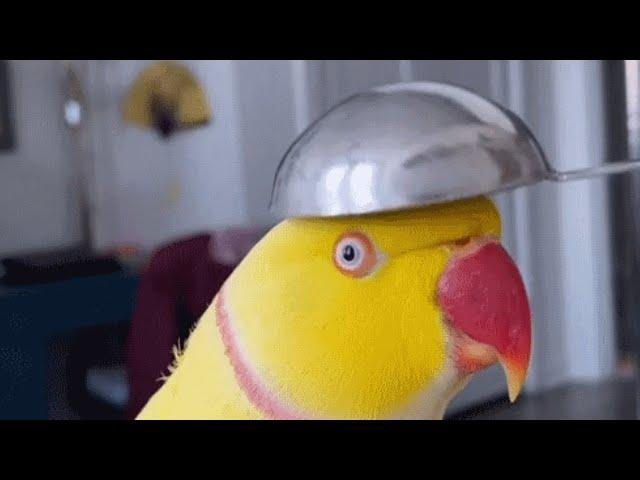 'Good girl' parrot turns out to be a boy