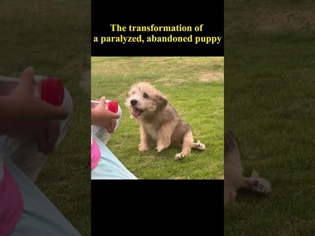 A paralyzed and abandoned puppy gradually stood up and started running...  #animalrescue