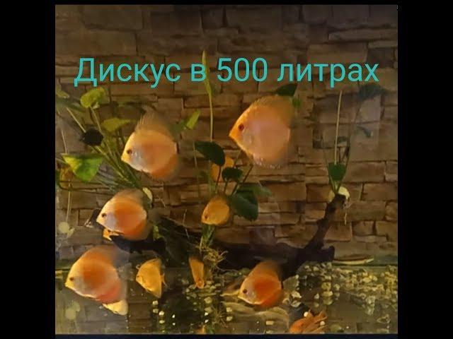 КУПИЛ 20 ДИСКУСОВ. АКВАРИУМ 500 ЛИТРОВ