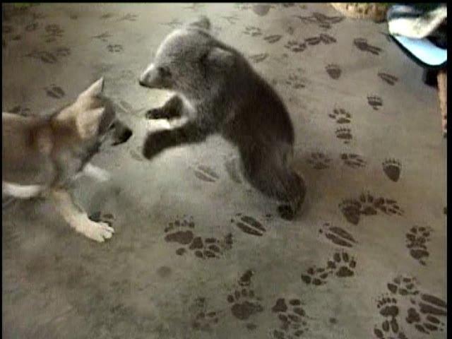 Grizly Bear Cub & Wolf Cub Playing - (c) Denmortube