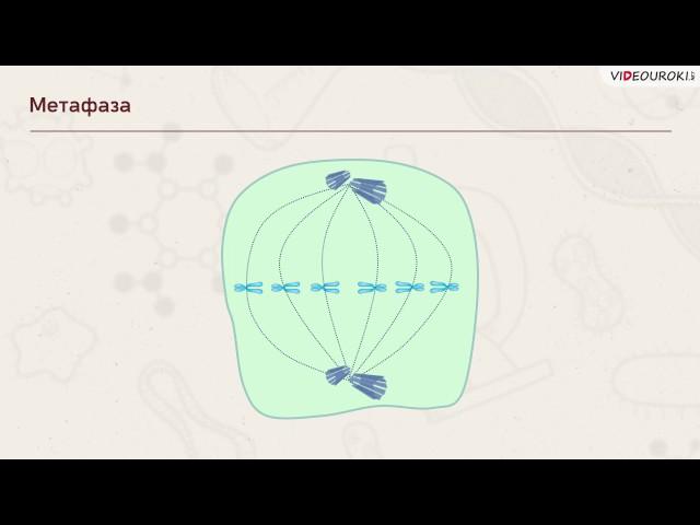 Видеоурок "Жизненный цикл клеток. Митоз "