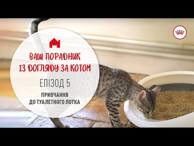 Як привчити кота до туалетного лотка