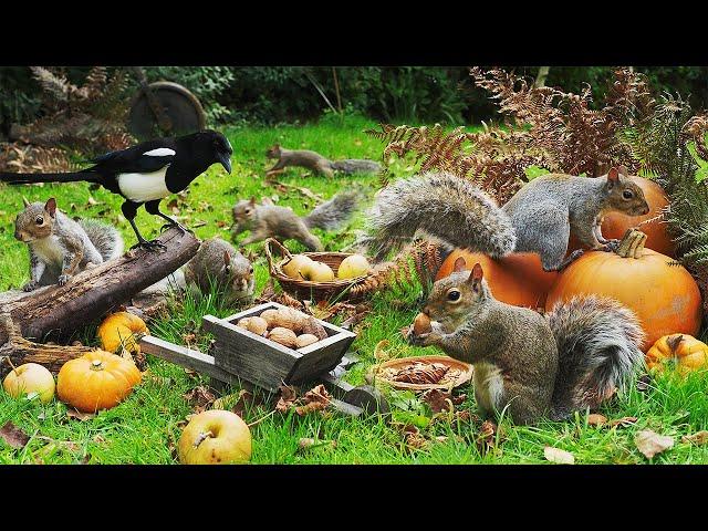 Relaxing Cat TV  Birds & Squirrels Rummage in the Pumpkin Patch  Videos to Entertain Cats 4K HDR