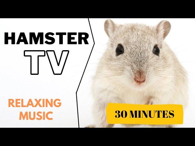 Hamster TV | Hamster Music, Music for Hamsters