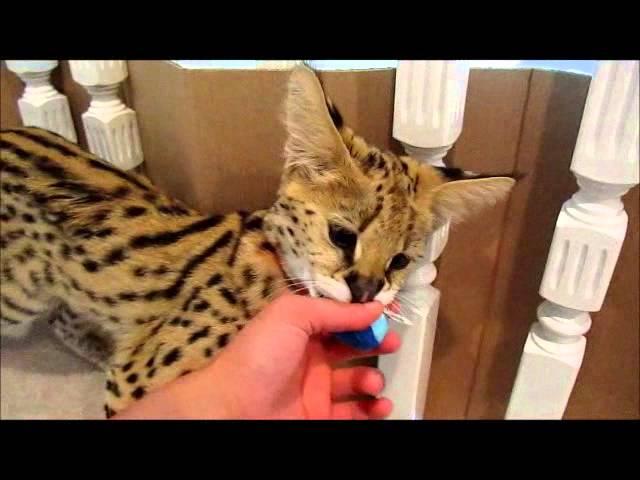 Seada the serval growling