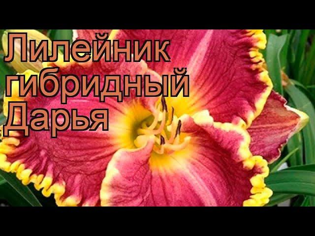 Лилейник гибридный Дарья (hemerocallis)  лилейник Дарья обзор: как сажать рассада лилейника Дарья