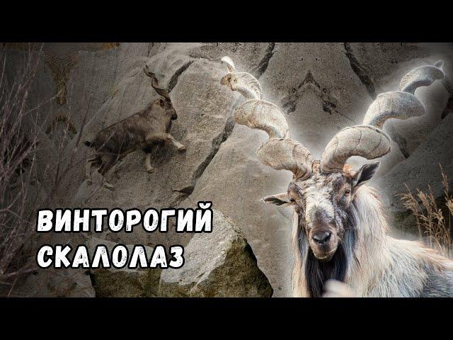 МАРХУР - Винторогий Поедатель Змей, Который Бросил Вызов Гравитации!