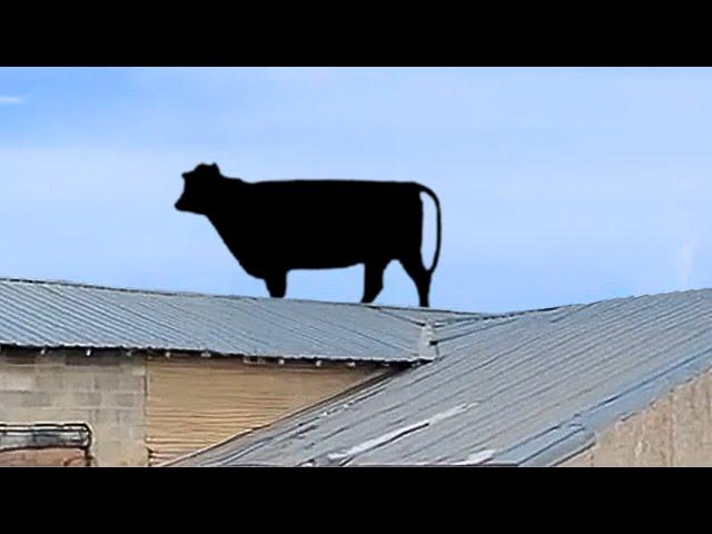 The FUNNIEST Farm Animals  