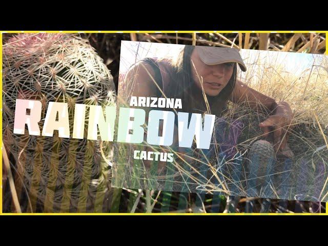 RAINBOW HEDGEHOG CACTUS w  Edible Fruit!