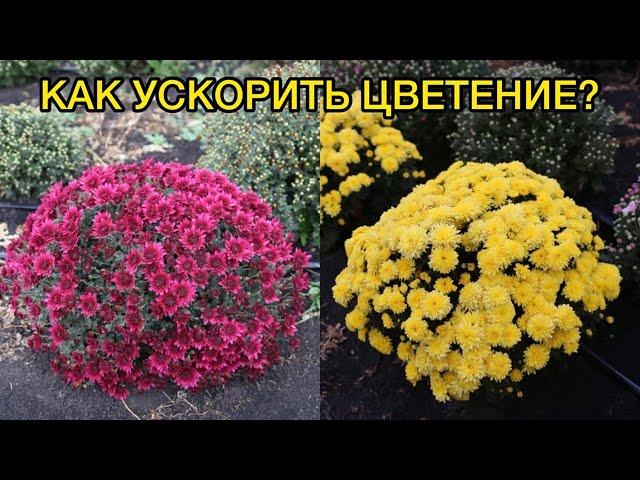 Хризантема Мультифлора. Главные проблемы и ошибки при выращивании.