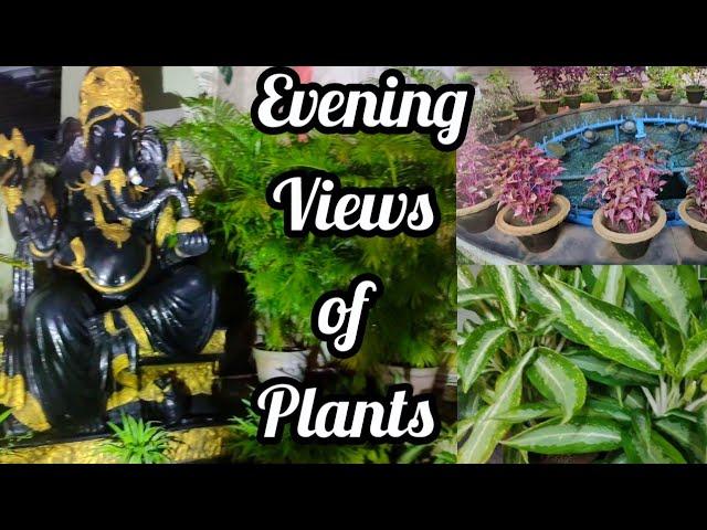 Evening Views of Beautiful Plants | Lipsha world