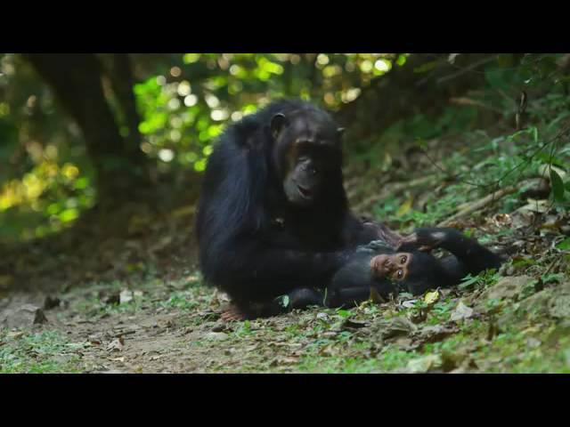 Explore Gombe National Park, Tanzania.