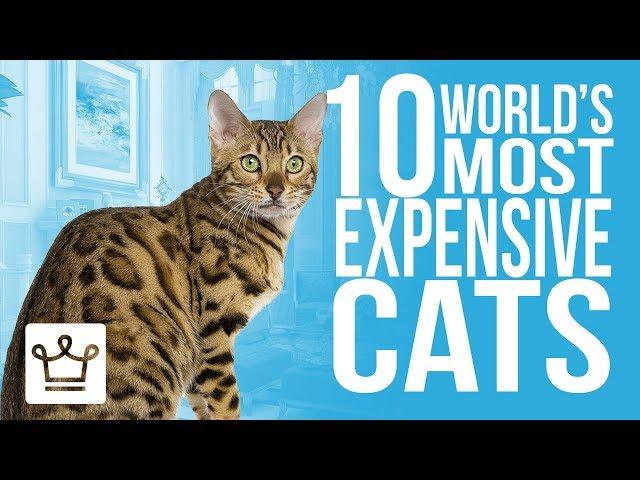 Top 10 Most Expensive Cat Breeds In The World