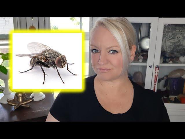 Spiritual Meaning of a Fly | Symbolism of a House Fly (Animal Omens & Symbols)