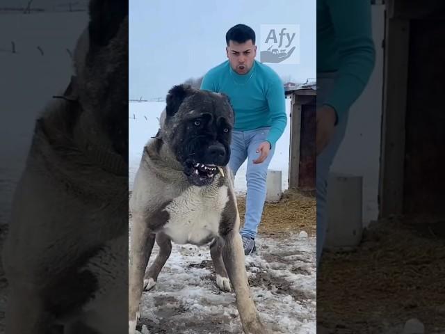 Top 5 most loyal dogs! You won't believe number 1! #dog #animals