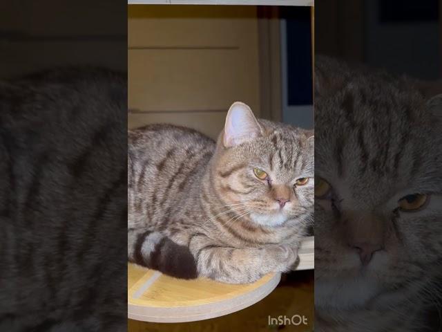 Самый крупный кот! Не кот, а котище!