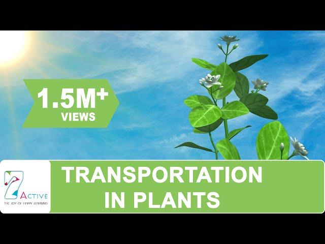 Transportation in Plants