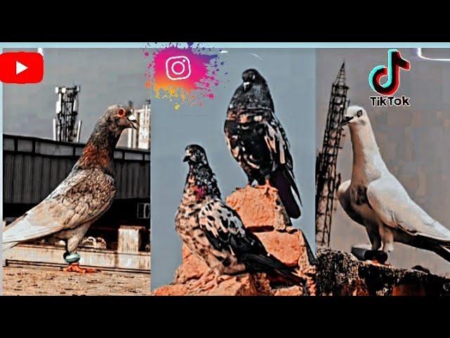 kabootar ka video !! tik tok video !!kabootar ka new video#video #viral #youtubeshorts