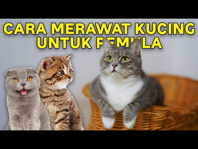 Cara Merawat Kucing untuk Pemula, Apa yang Harus Dilakukan Pertama Kali?