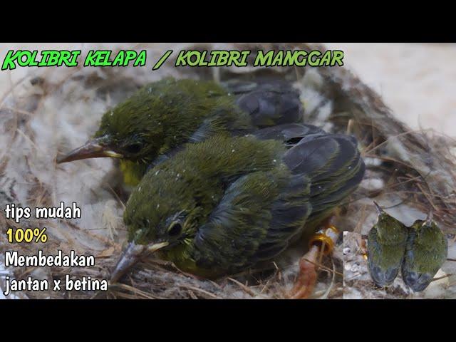 Perbedaan jantan dan betina burung kolibri kelapa atau manggar||hanya sekedip mata  dan 100% Akurat