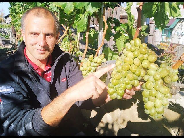 Виноград Король осени. Сезон 2021 (Grape Autumn King. Season 2021)