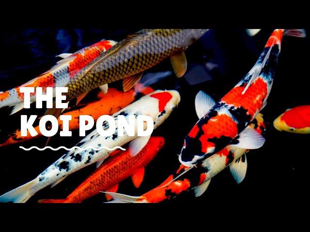 The Koi Pond (Relax with Zen Music)