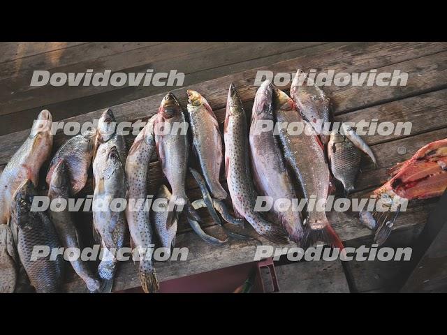 A variety of river fish from the Amur River on the fisherman's table.