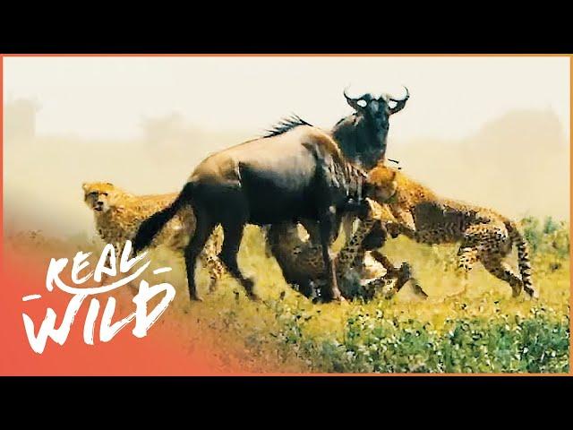 Unbelievable Footage Of Apex Predators Hunting Their Prey | Deadly Game | Real Wild