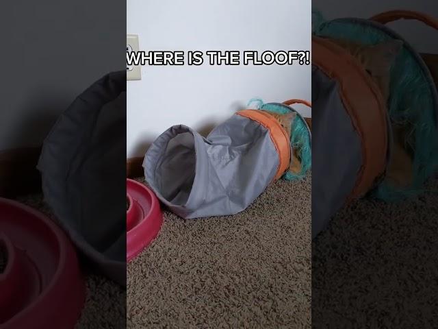 Where Is The Floof? Cat Edition #reels #youtubeshorts #cat #funny