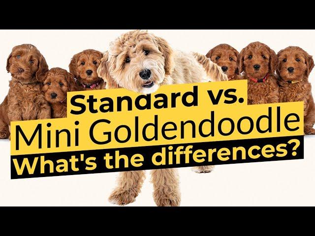 Goldendoodle vs. Mini Goldendoodle - Size Comparison 