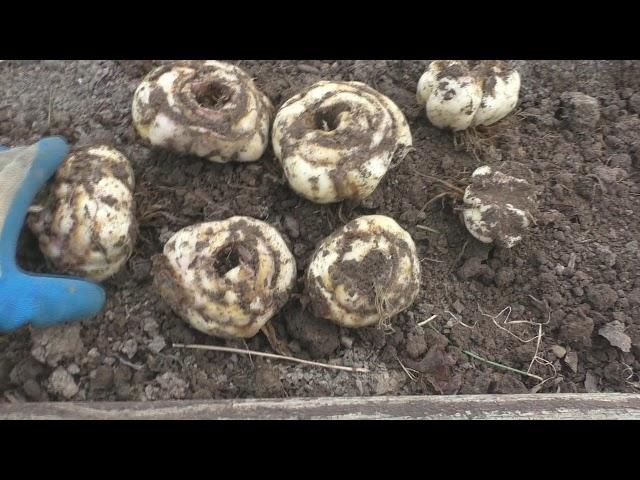 Рябчик императорский из резанных луковиц.
