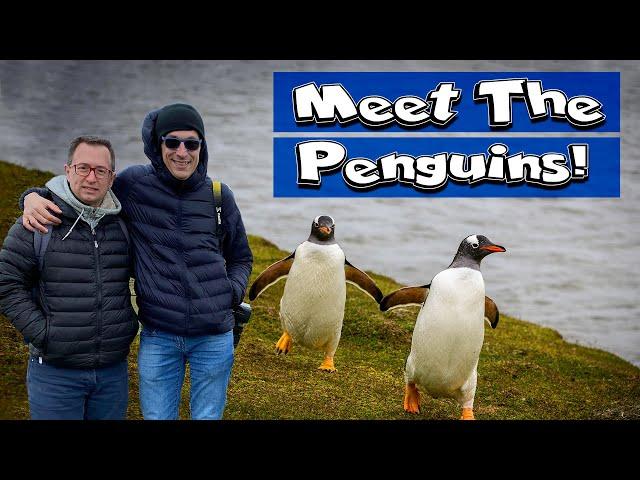 Where to see penguins - Our excursion to Bluff Cove Falkland Islands. (Jan 2020)