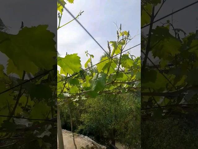  Uzbekistan grapes #shorts #grape #grapefruit #grapevine