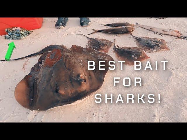 What is the best shark bait? How to catch sharks from the beach. (Anna Maria Island, FL- Fishing)