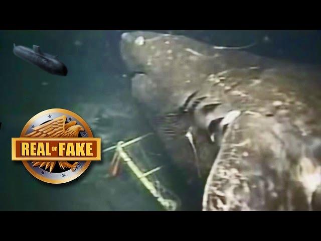 MEGALODON Caught On Camera- real or fake