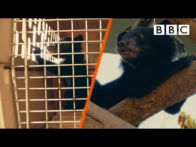 Inside the difficult battle with illegal bear hunters - BBC