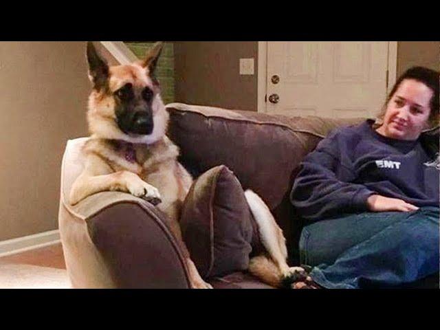 This is why GERMAN SHEPHERDS are the FUNNIEST DOGS in the Worl