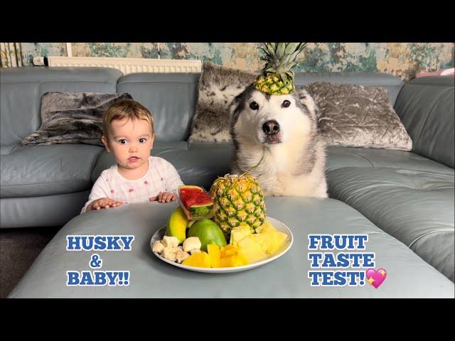 Hilarious Baby & Husky Reviewing Exotic Fruits!. [FUNNIEST VIDEO EVER!!]