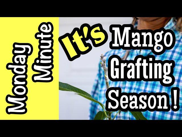 Monday Minute- It's Mango Grafting Season!