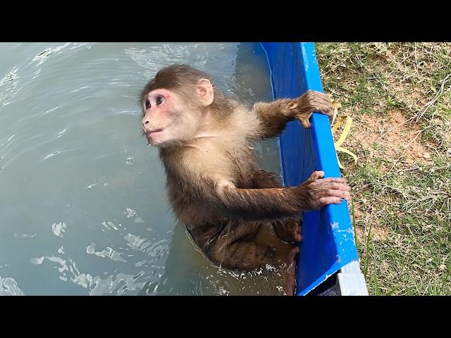 Super Smart! Monkey Max's special way of Getting Mud off body without getting Scolded by Dad 
