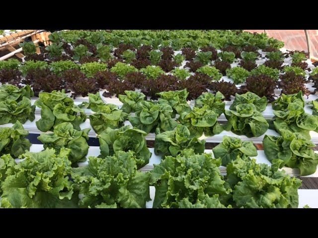 Ultimate DIY hydroponic garden tour! See what my farm looks like in its 3rd year of production!