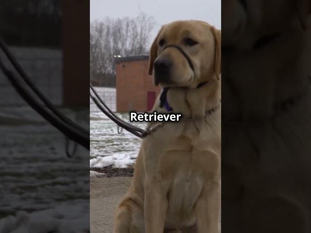 Meet Your New Best Friend: The Golden Retriever! #shorts