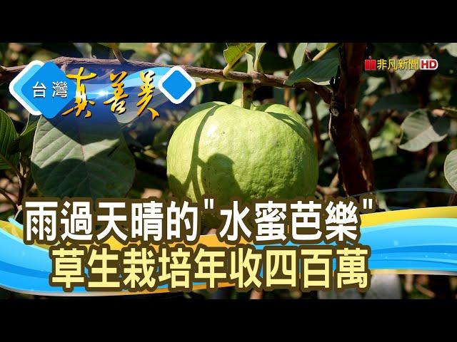 喝奶長大的“水蜜芭樂”｜綠創頂級芭樂｜【台灣真善美】2024.04.21