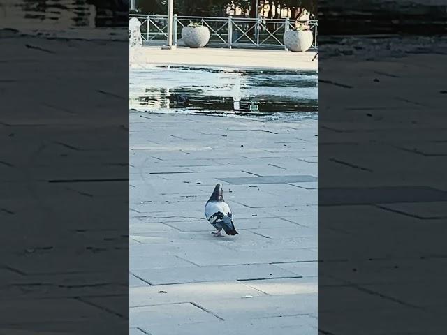 Те самые голуби на крыше