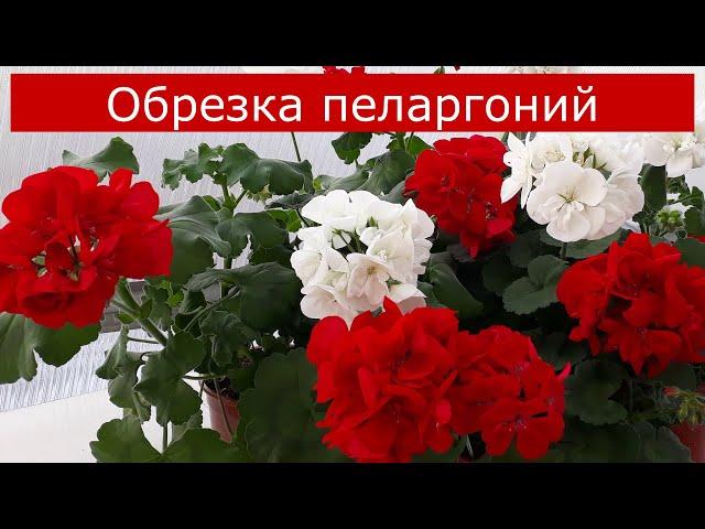 Обрезка пеларгоний