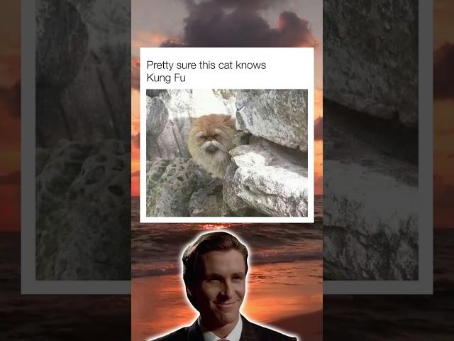 GIVE THIS CAT A NAME #memes #shorts #comedy #funny
