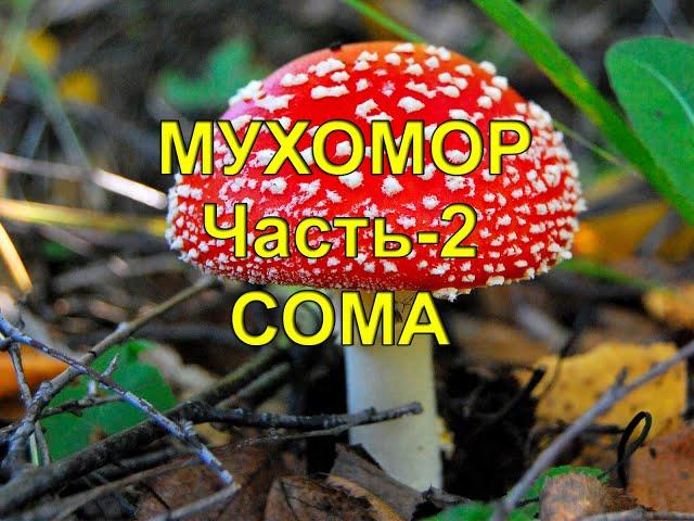 Мухомор. Чать -2. Сома. Рецепт приготовления.