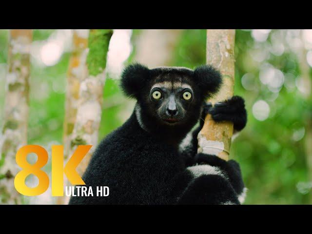 Amazing Madagascar Wildlife - 8K Documentary Film - Incredible Wild Animals