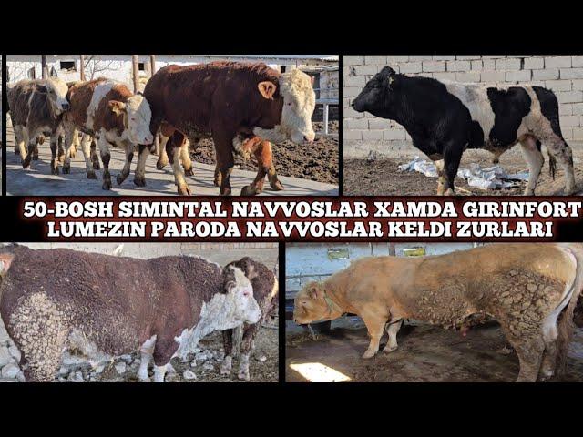 50-BOSH SIMINTAL NAVVOSLAR XAMDA GIRINFORT LUMEZIN PARODA NAVVOSLAR KELDI ZURLARI SHOSHILAMIZ